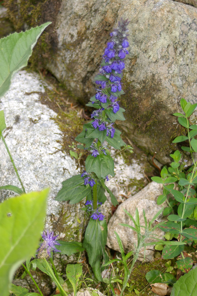 Ajuga genevensis / Iva ginevrina